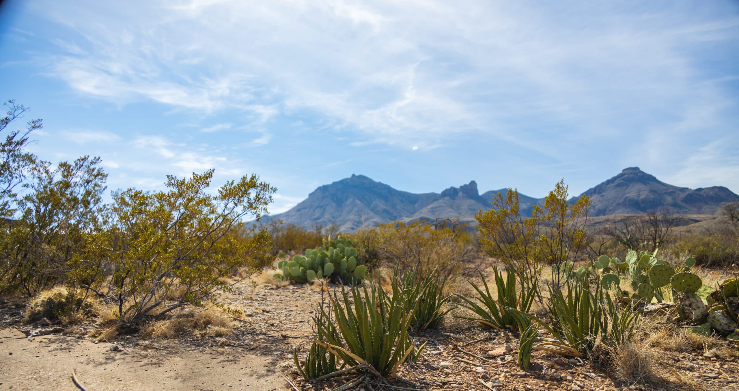 Desert scrub below the mountains near Shafter